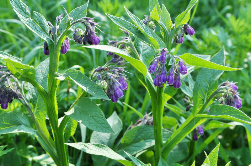 Comfrey